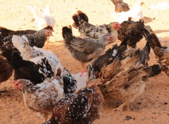 Poultry Farm for Food Security and income generating activities for women in Kismayo.